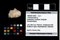 Foto (Objekt + Etikett) von ? Goniodromites sp.  (NHMW-GEO-1990-0041-4804)